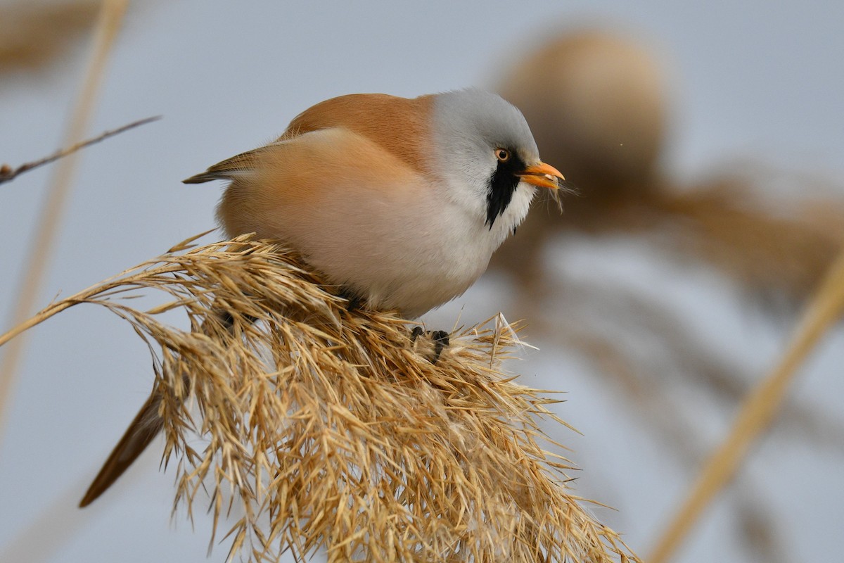 Bearded Reedling - Jacques Erard