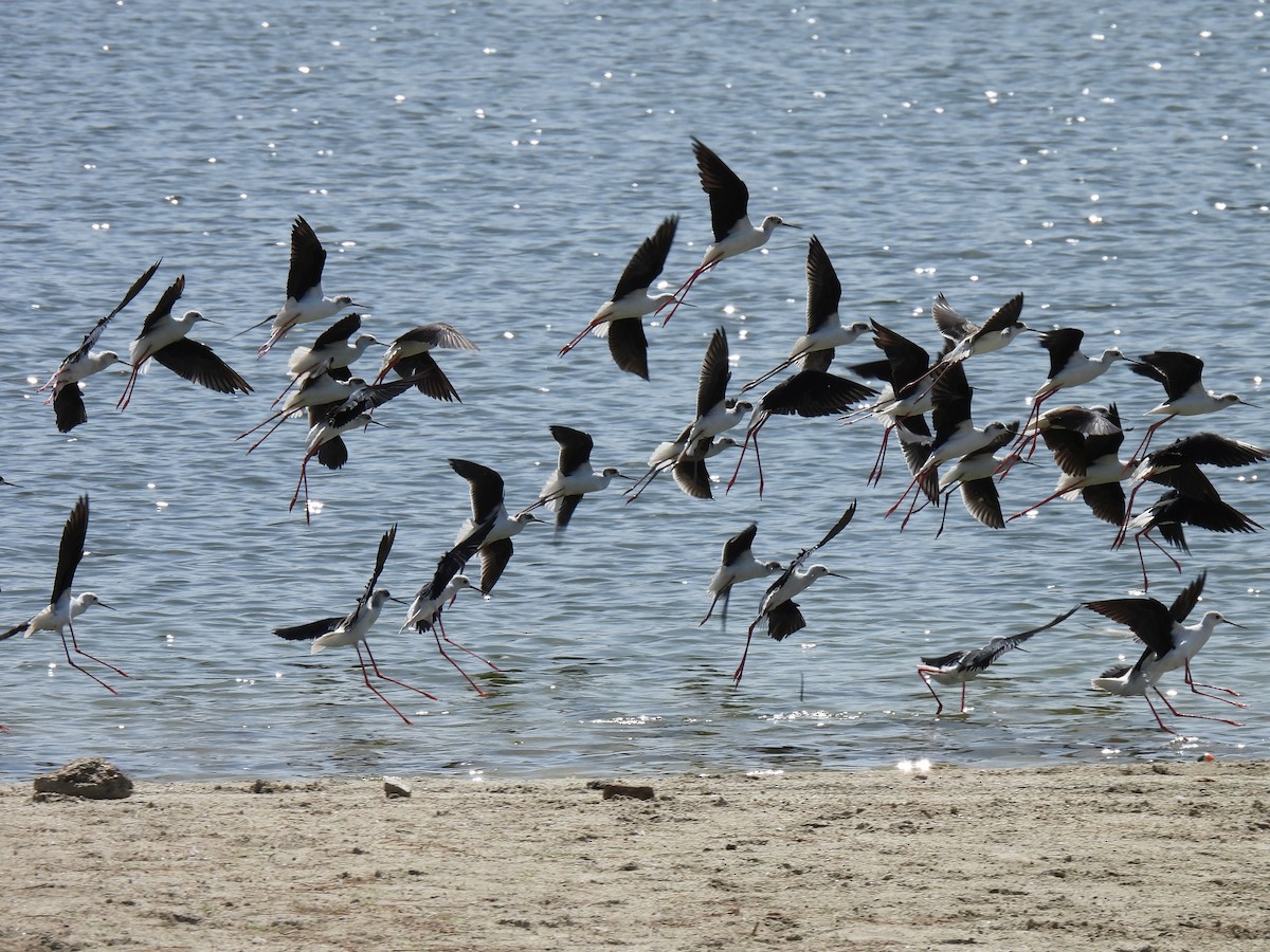 Black-winged Stilt - ML615540369