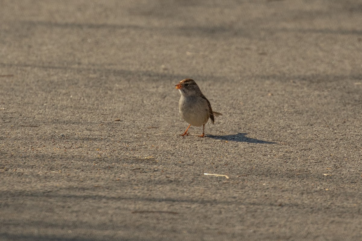 White-crowned Sparrow - Fran Morel