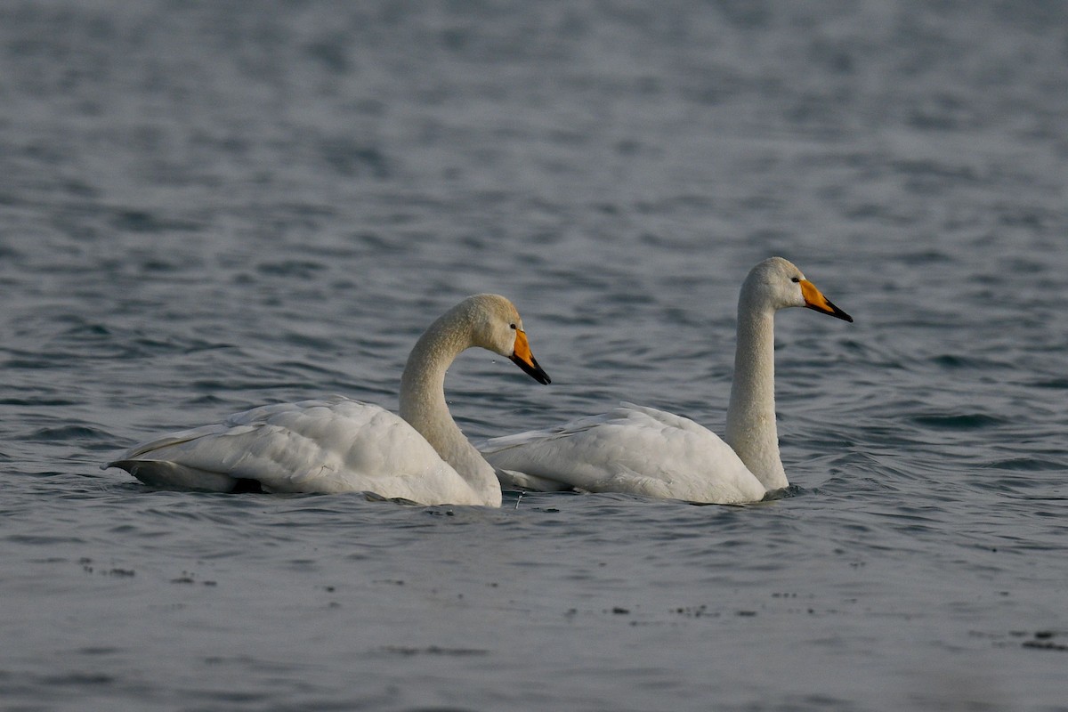 Whooper Swan - ML615540538