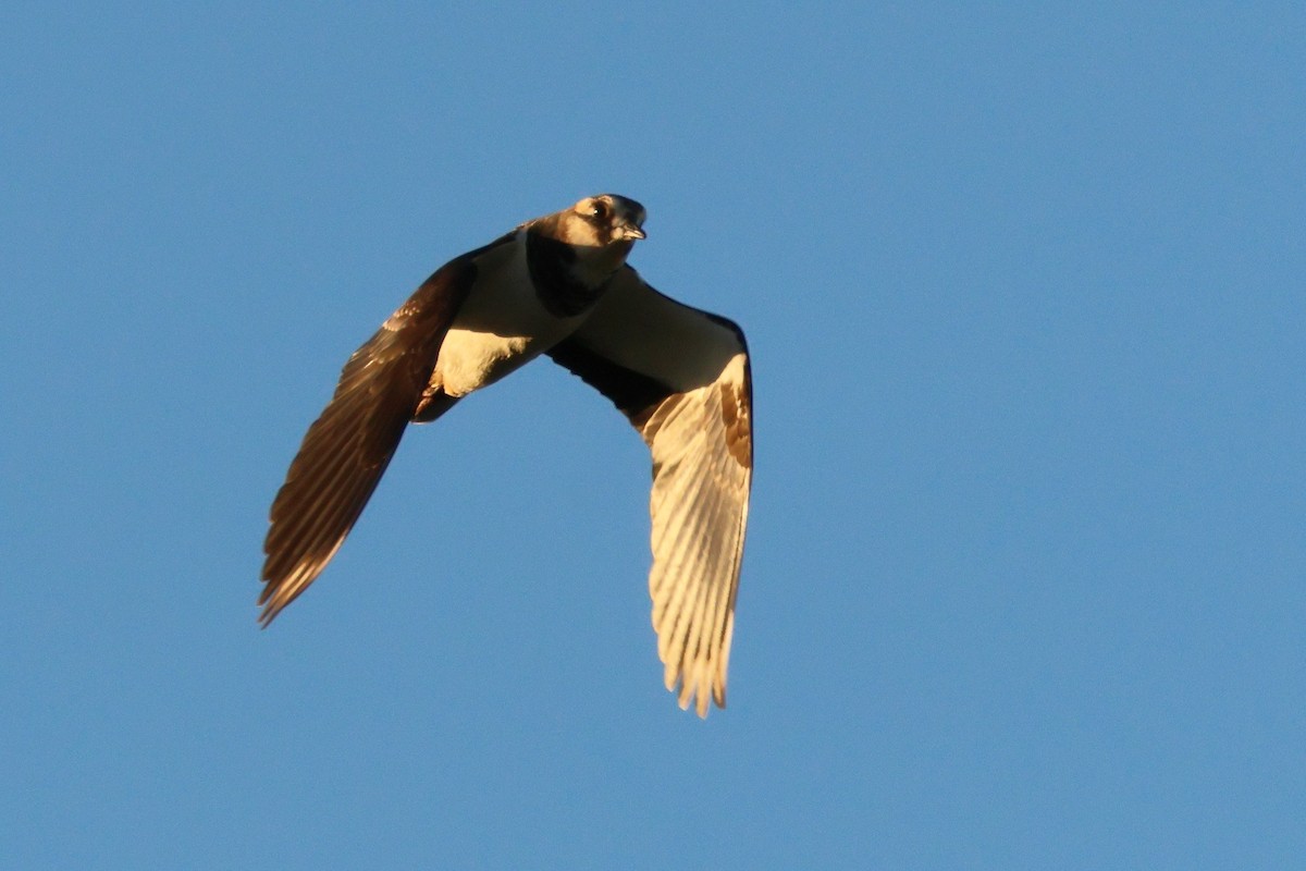 Northern Lapwing - ML615540578