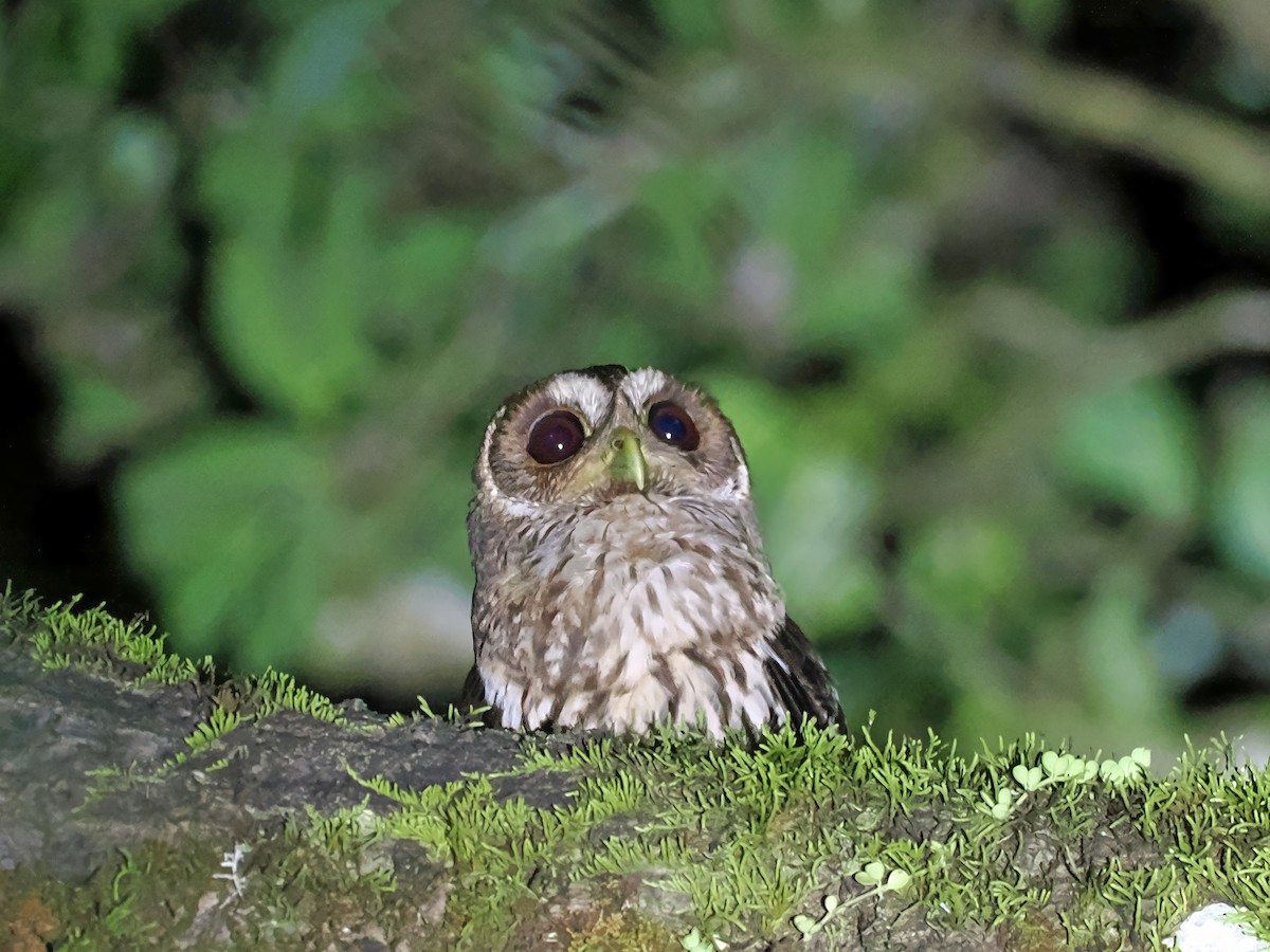 Mottled Owl - ML615540629