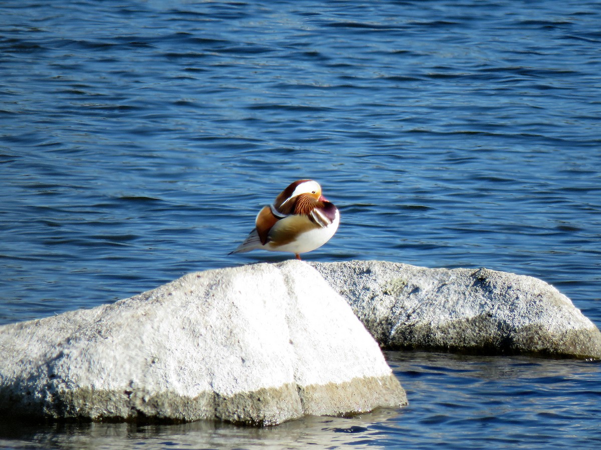 Mandarin Duck - ML615540671