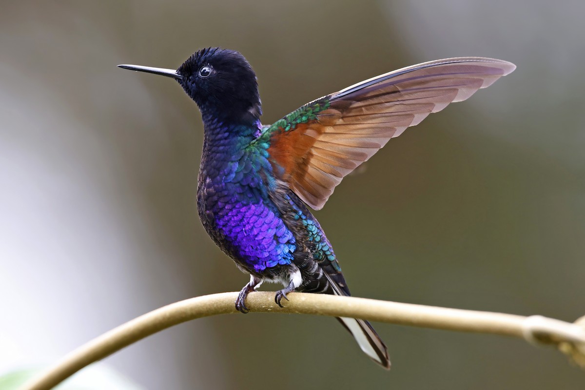 kolibřík hyacintový - ML615540730