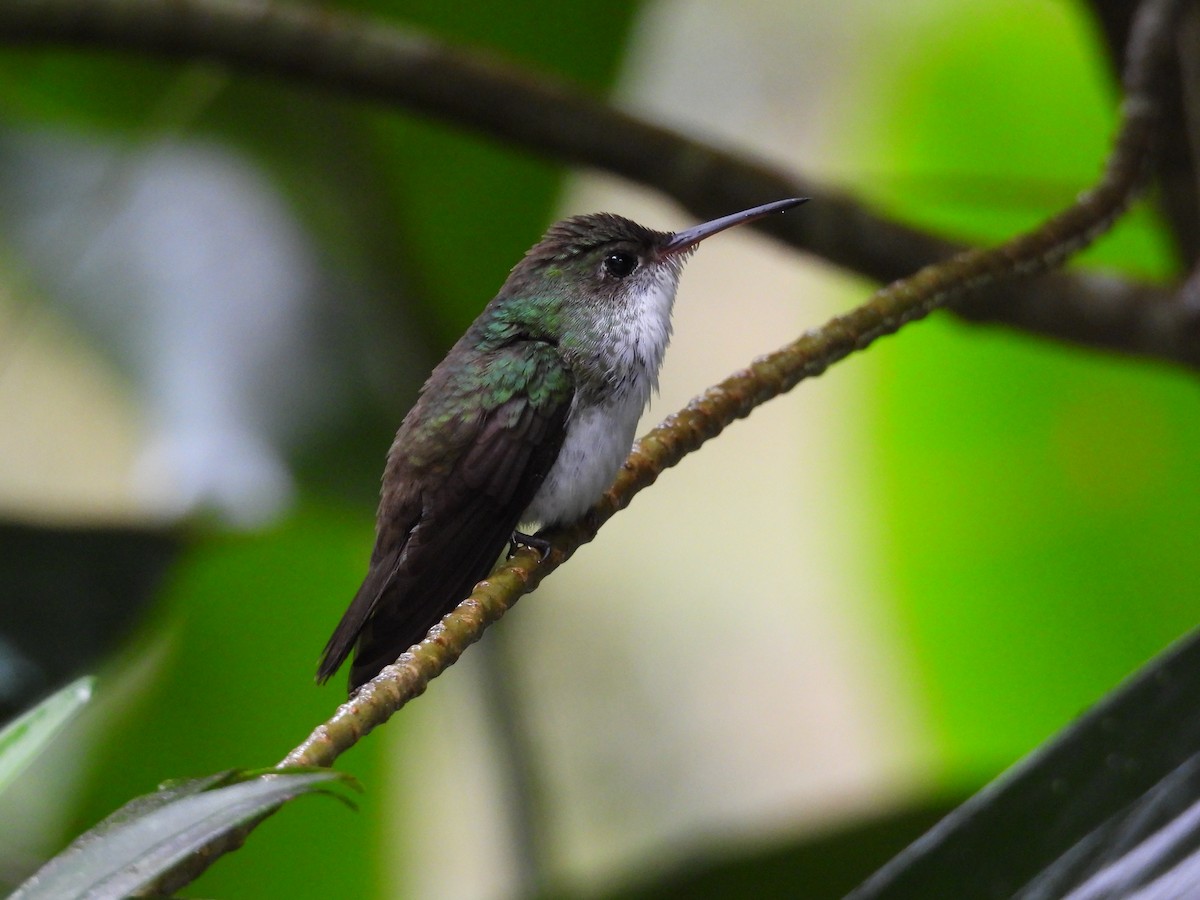 White-bellied Emerald - Mickail Simmons