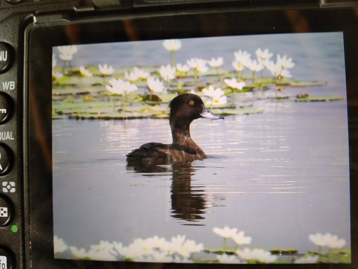 Tufted Duck - ML615540760