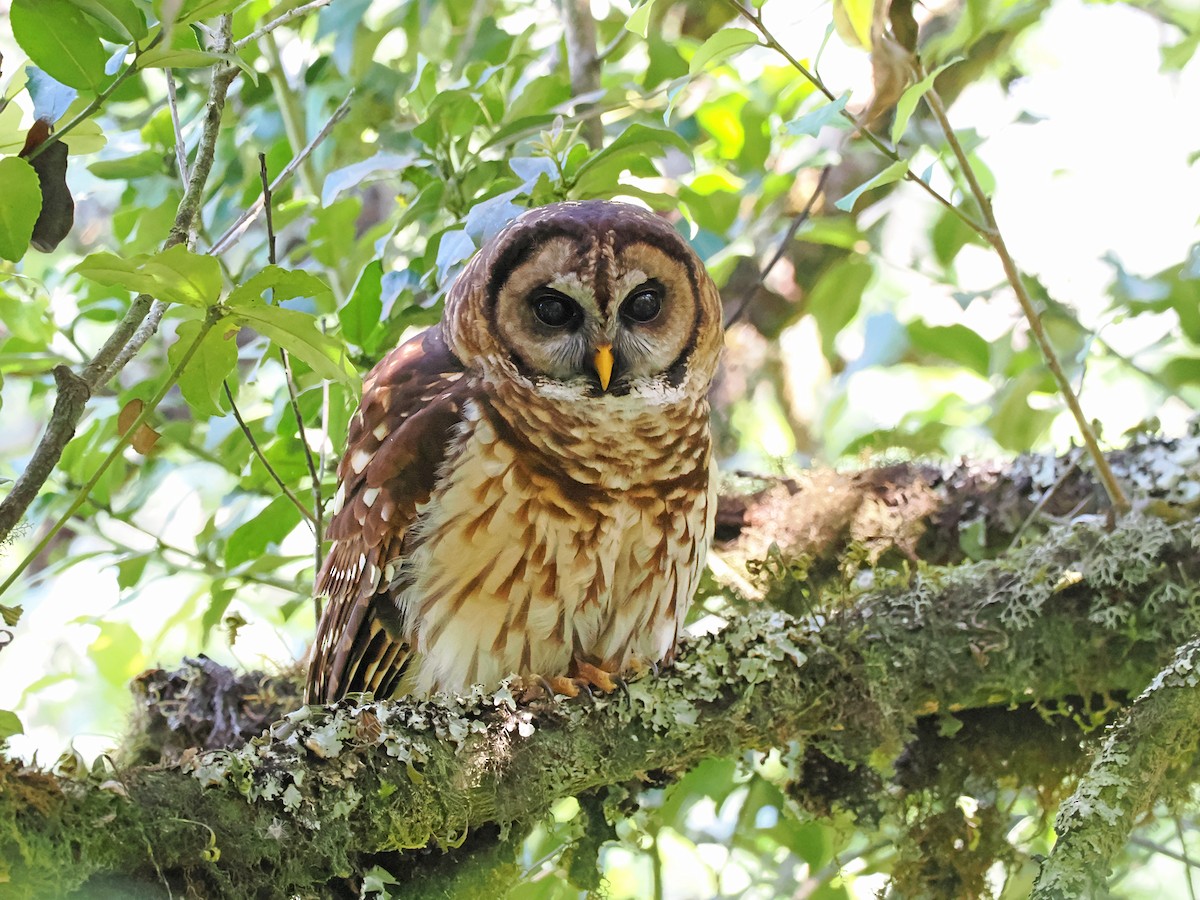 Fulvous Owl - ML615540770