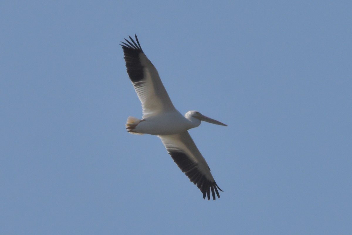 American White Pelican - ML615540798