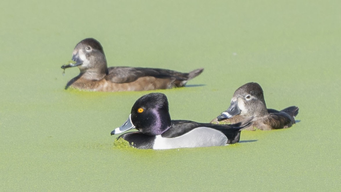 Ring-necked Duck - Steve Hovey