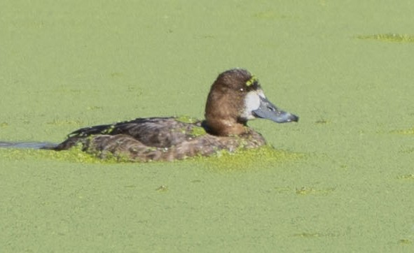 Lesser Scaup - Steve Hovey