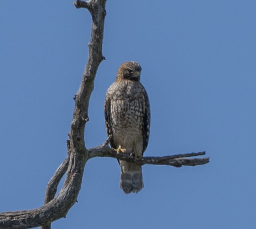 Red-shouldered Hawk - Steve Hovey