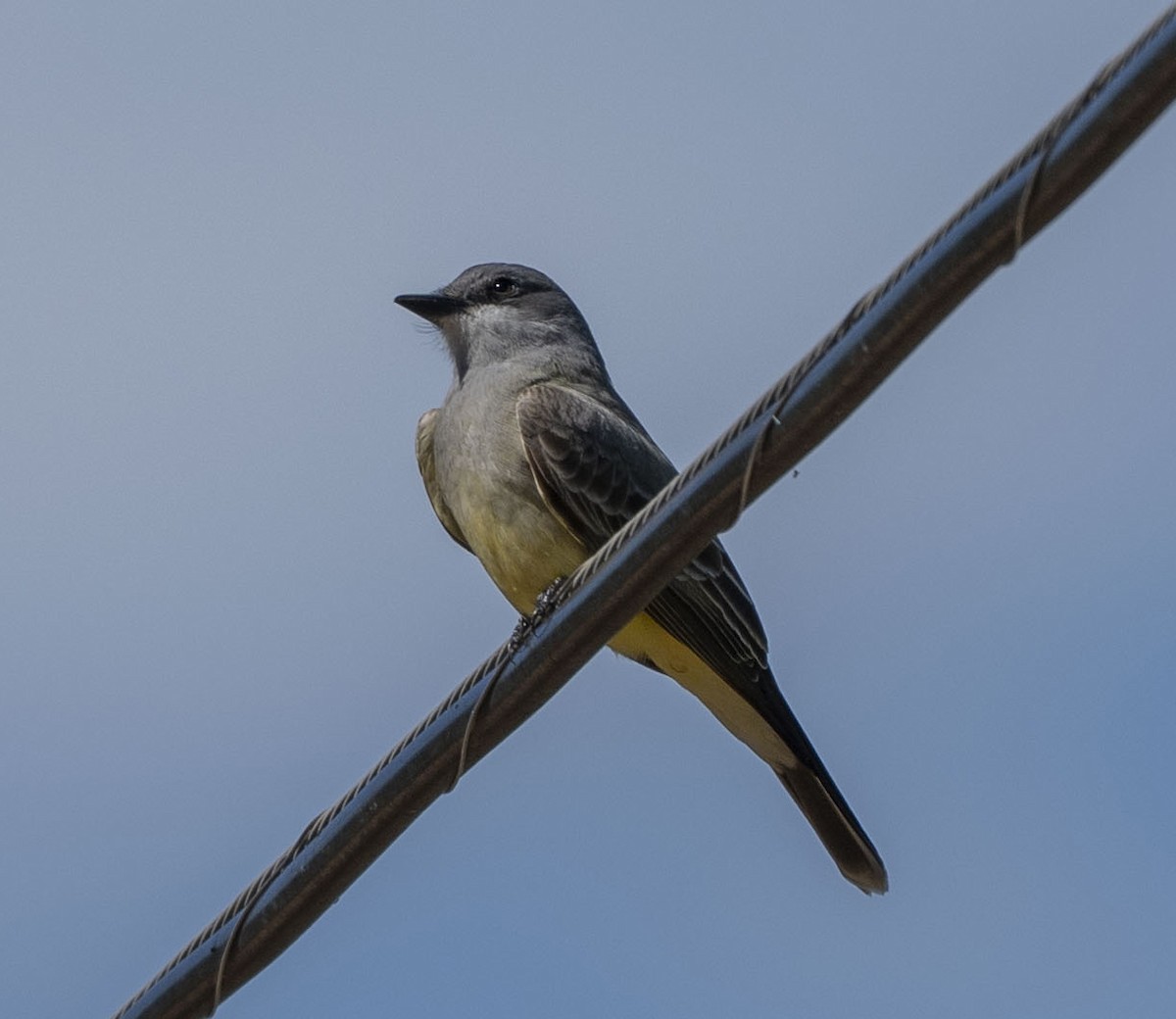 Cassin's Kingbird - Steve Hovey