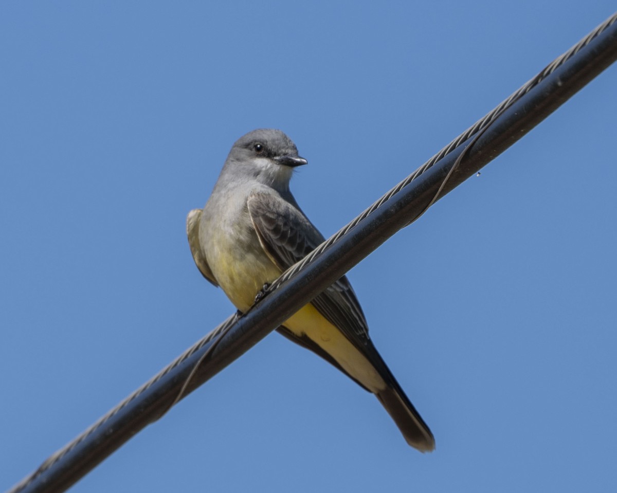 Cassin's Kingbird - Steve Hovey