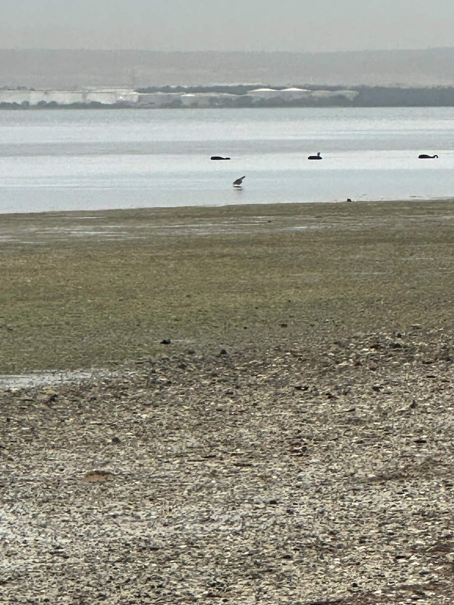 Far Eastern Curlew - ML615540821