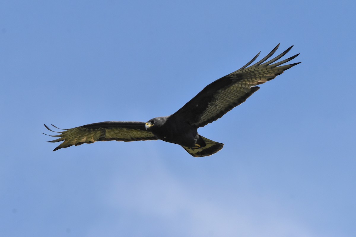 Zone-tailed Hawk - ML615540837
