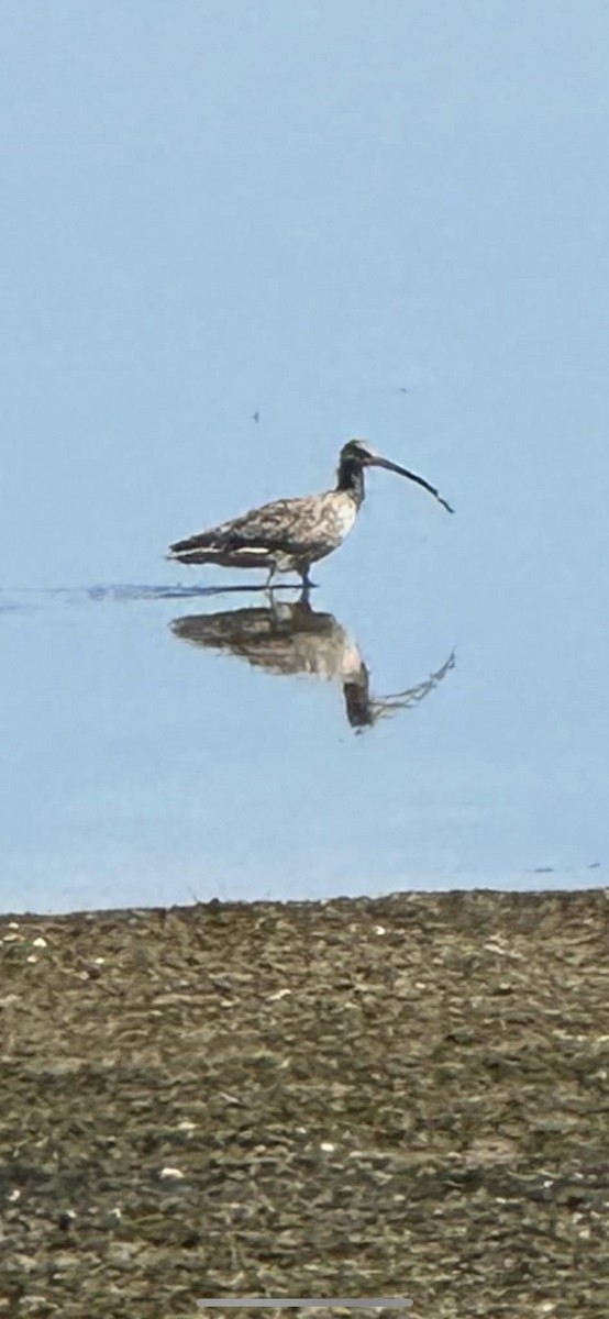 Far Eastern Curlew - ML615540858