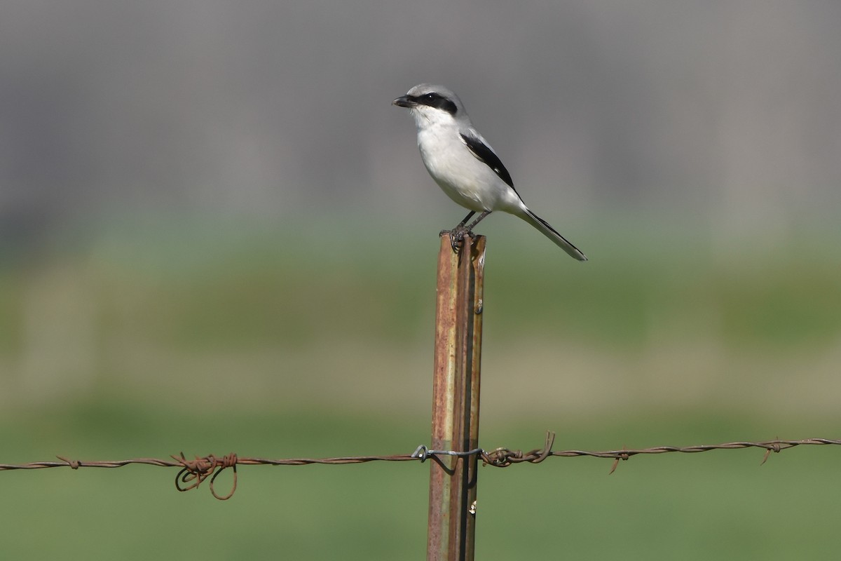 Loggerhead Shrike - ML615540874