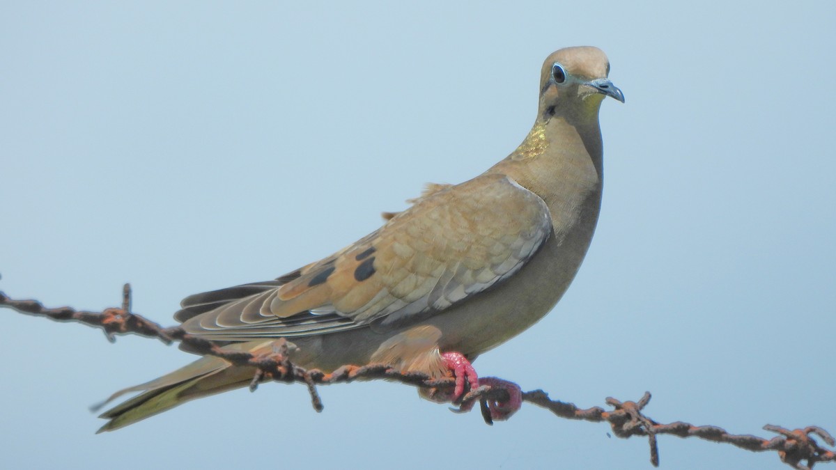 Eared Dove - ML615540876