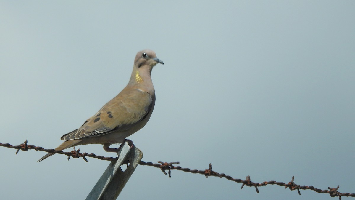 Eared Dove - Andy  Woodward