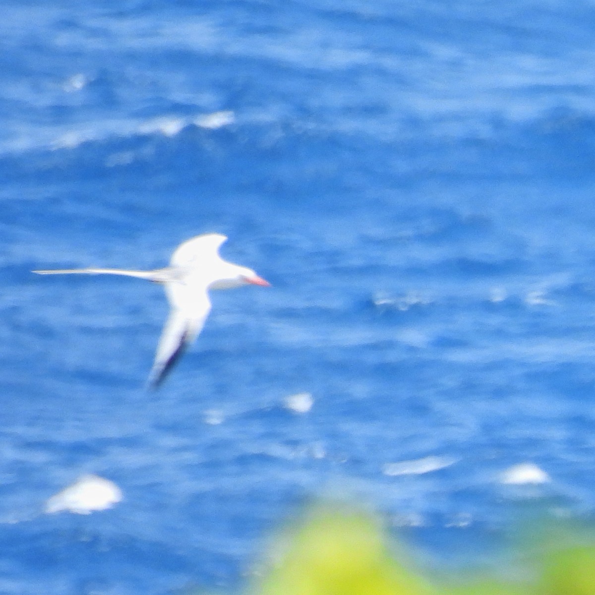 Red-billed Tropicbird - Andy  Woodward