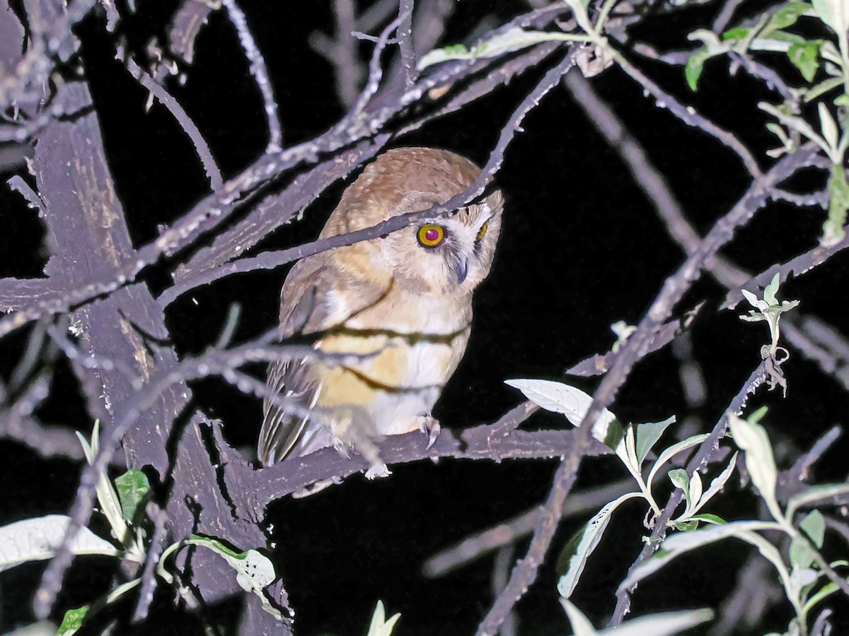 Unspotted Saw-whet Owl - EDWARD PAXTON