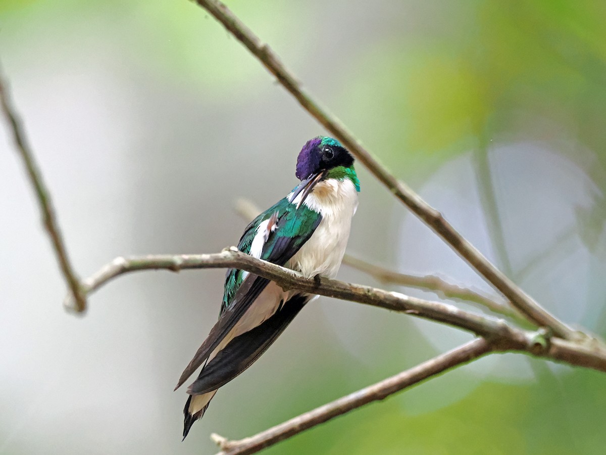 kolibřík purpurovohlavý - ML615540954