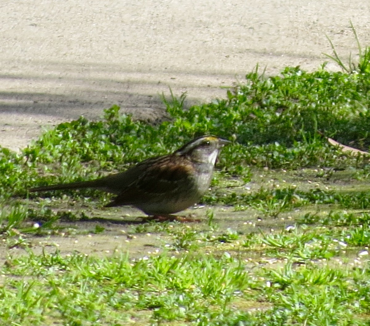 White-throated Sparrow - ML615540968