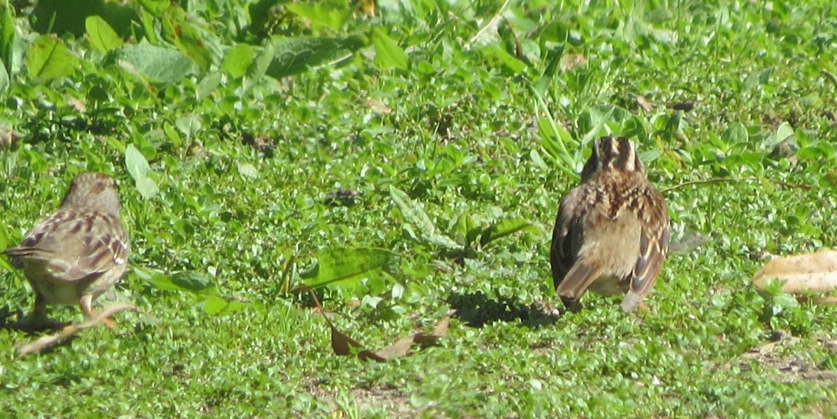 White-throated Sparrow - J Stacy