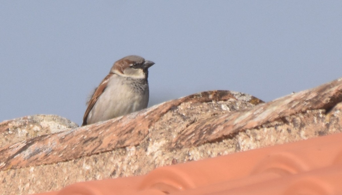 House Sparrow - Luís Santos