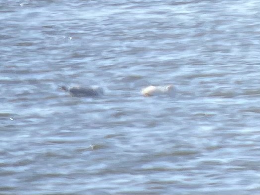 Glaucous Gull - Luke Pheneger