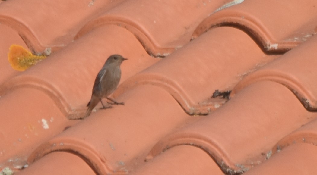 Black Redstart - ML615541010