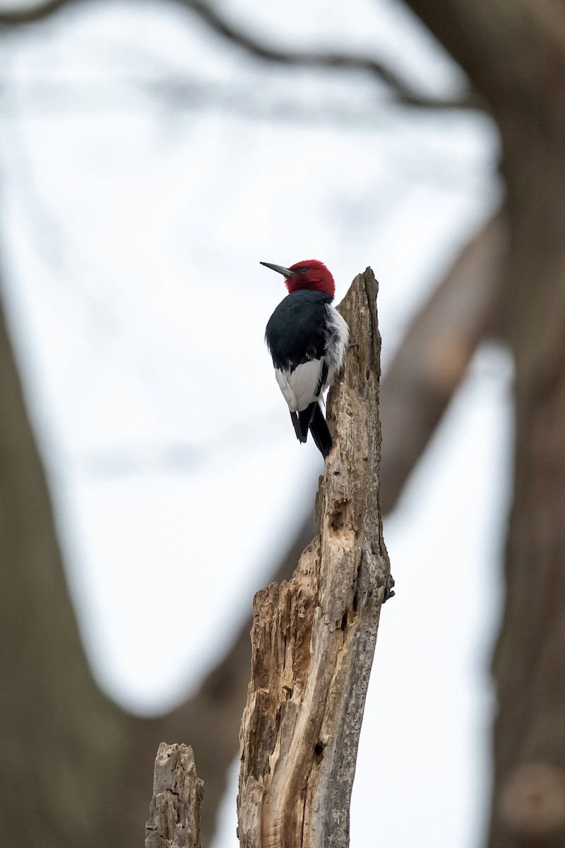 Red-headed Woodpecker - Bill Massaro