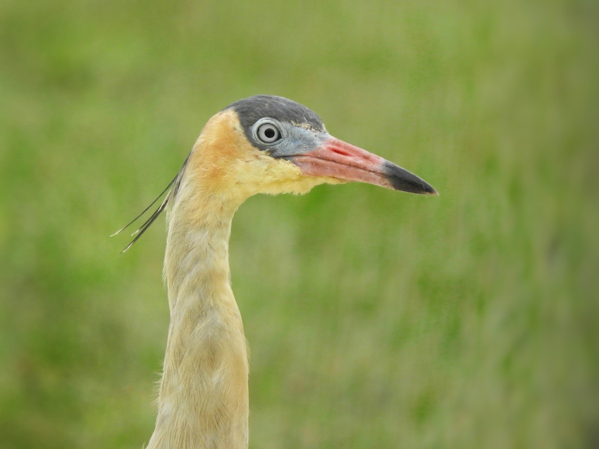 Whistling Heron - ML615541022