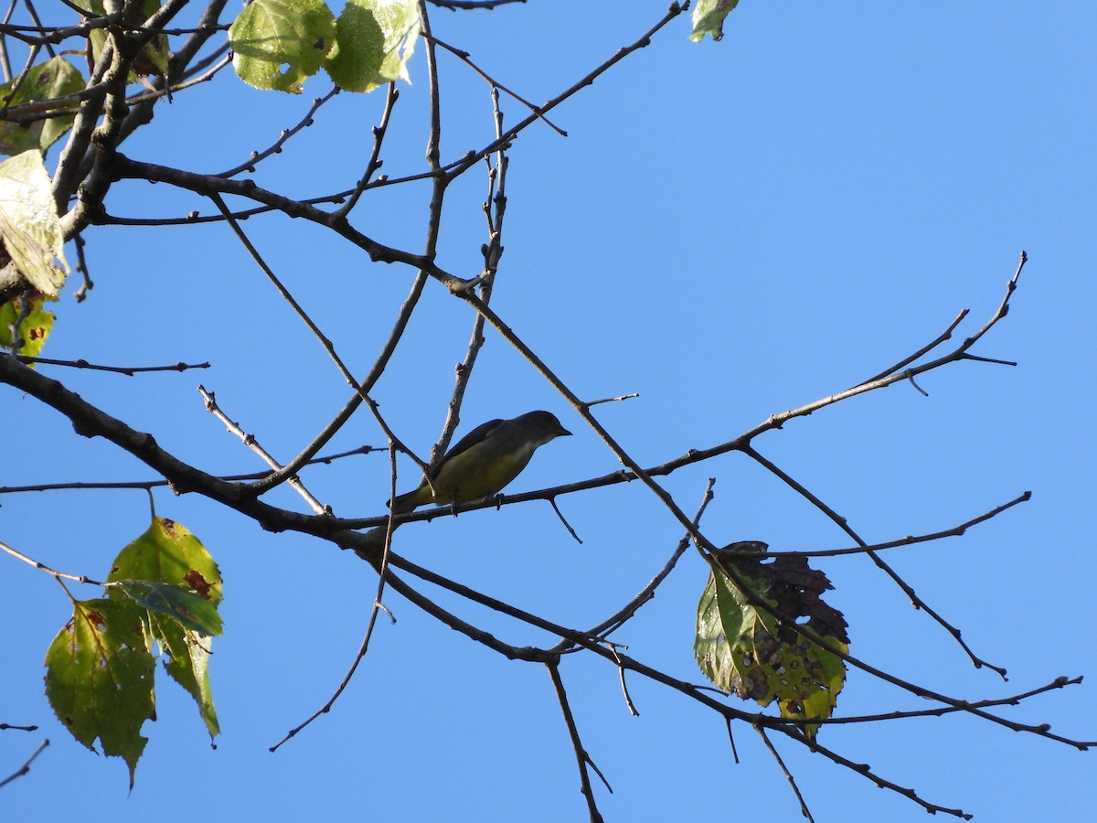 Yellow-bellied Flowerpecker - ML615541068