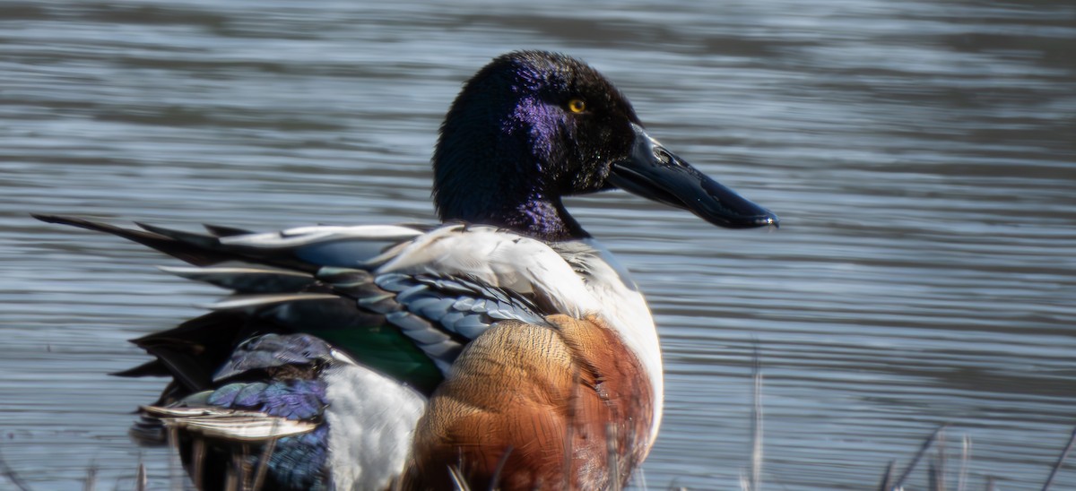 Northern Shoveler - ML615541149