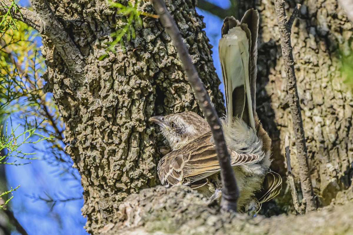 Chalk-browed Mockingbird - ML615541266