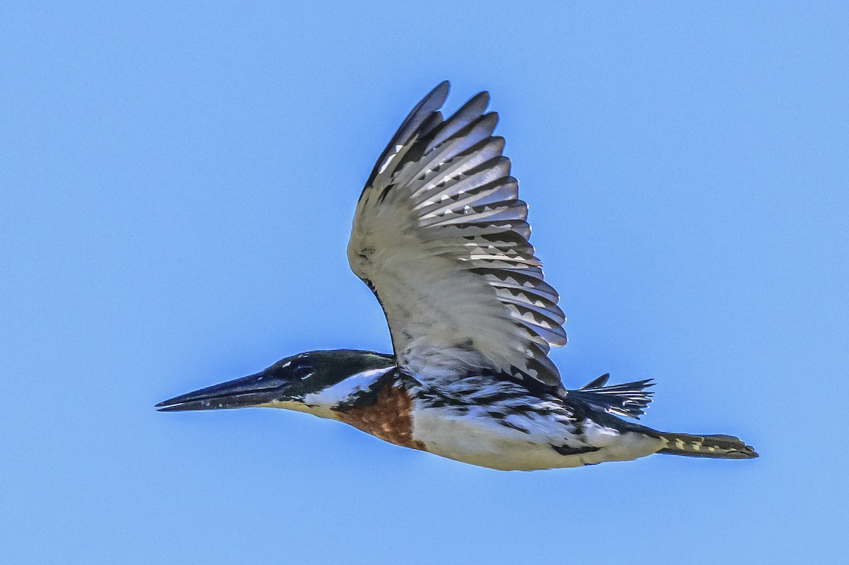 Amazon Kingfisher - ML615541283