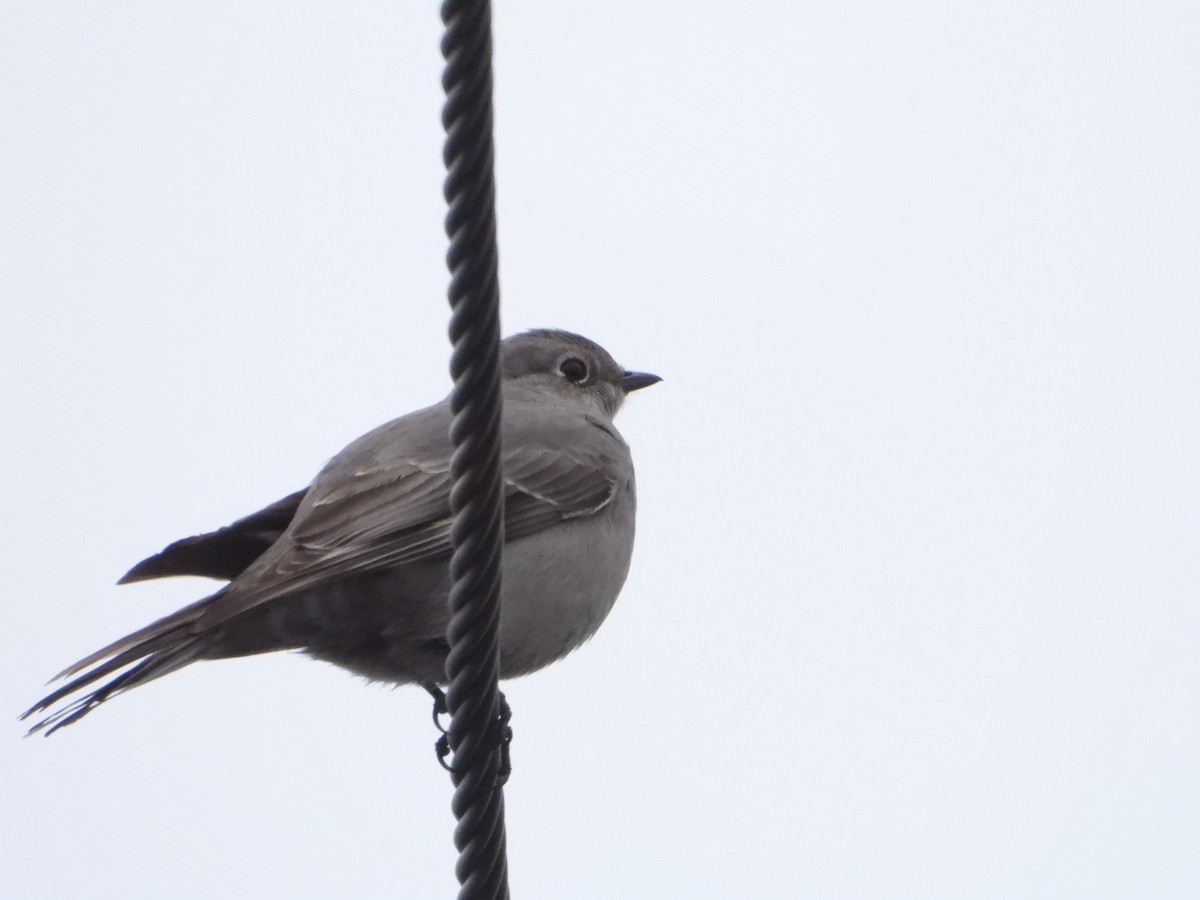 Townsend's Solitaire - ML615541286