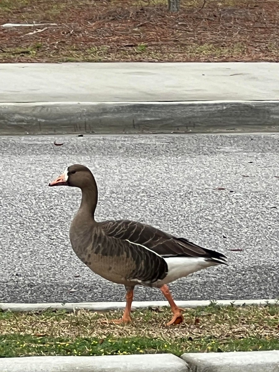Greater White-fronted Goose - ML615541340
