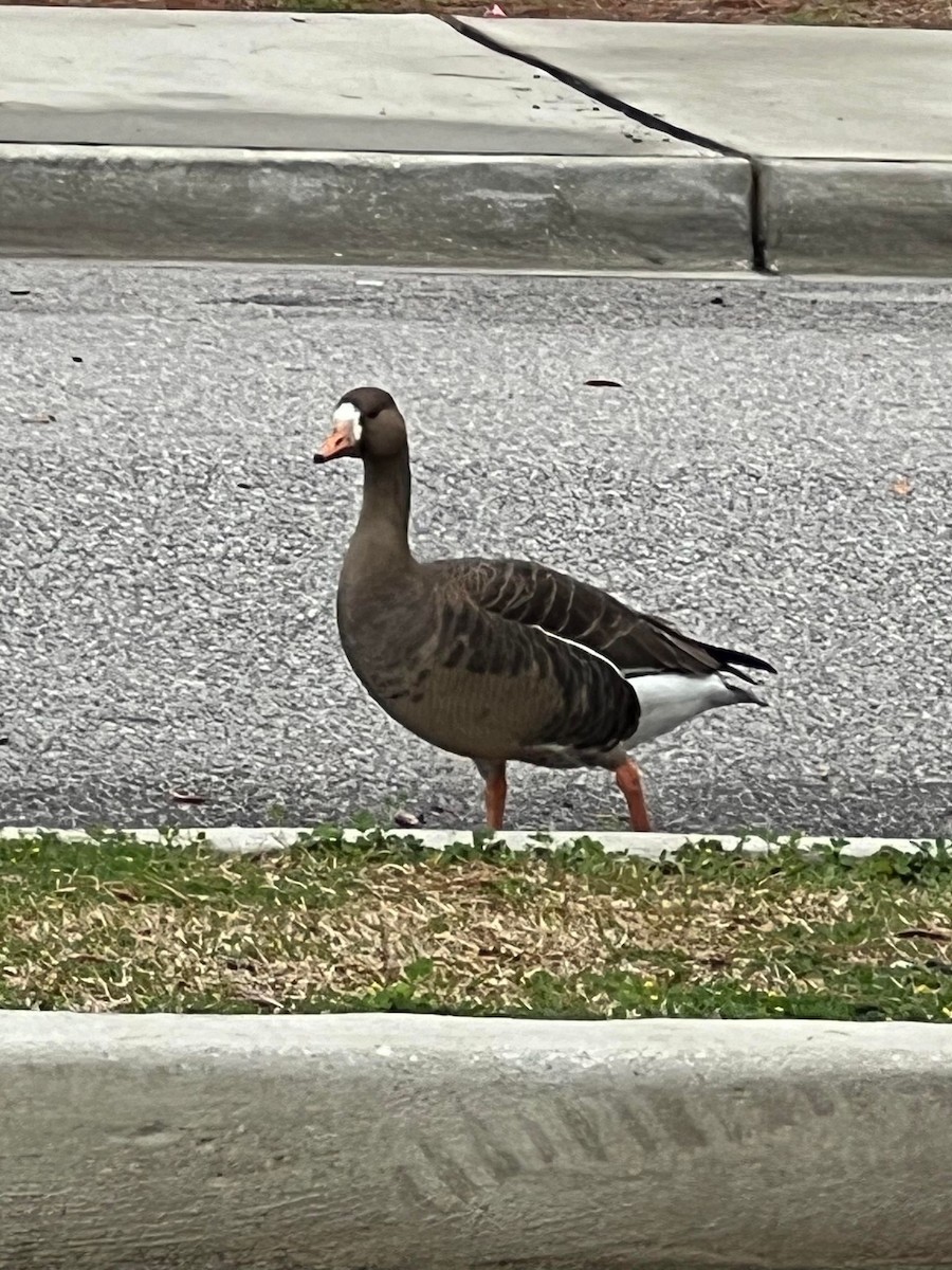 Greater White-fronted Goose - ML615541343