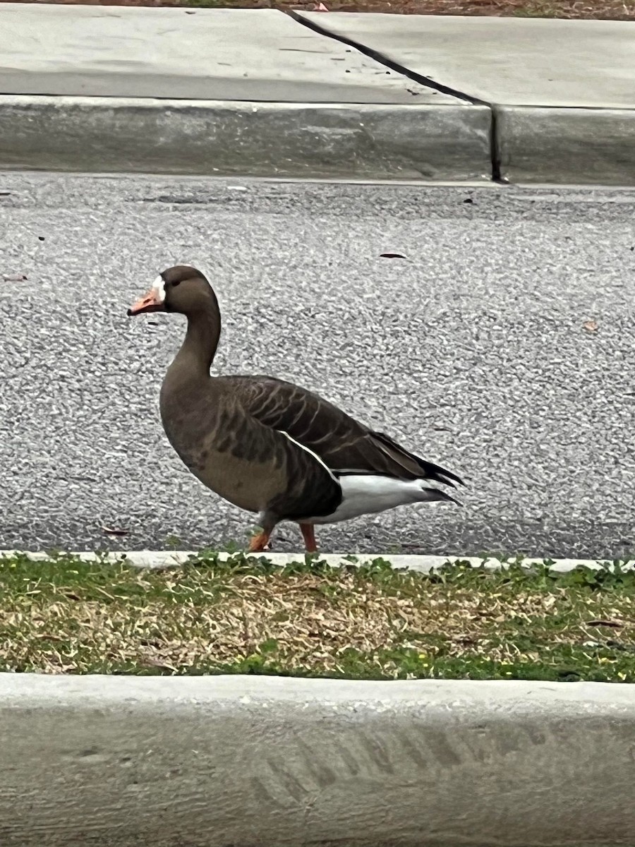 Greater White-fronted Goose - ML615541344