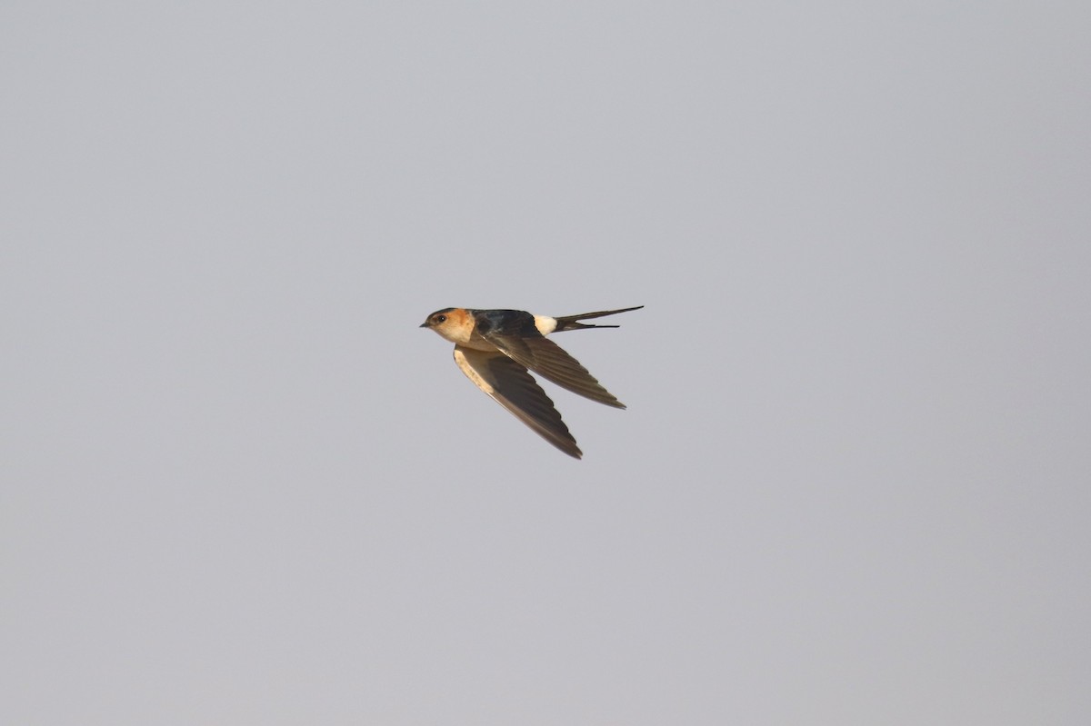 Red-rumped Swallow - ML615541384