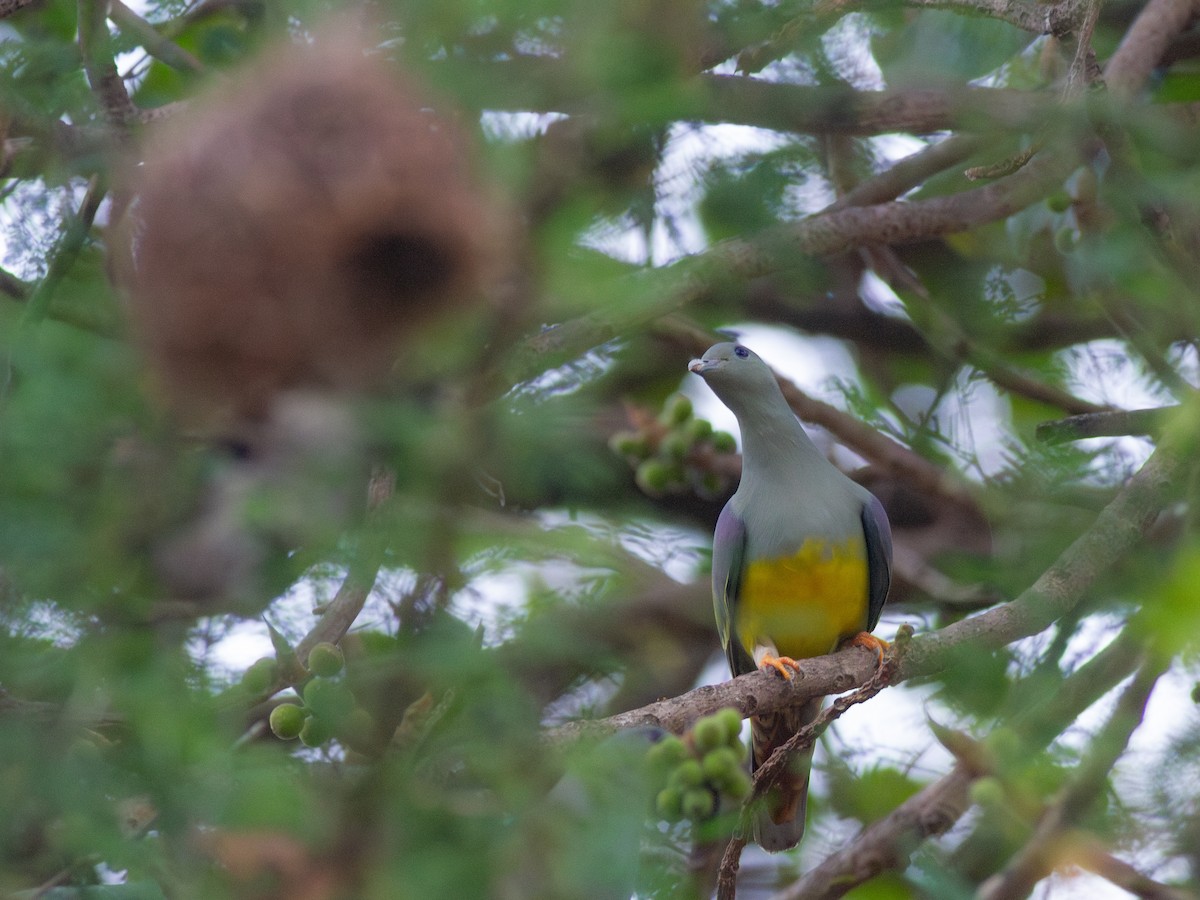 Bruce's Green-Pigeon - ML615541413