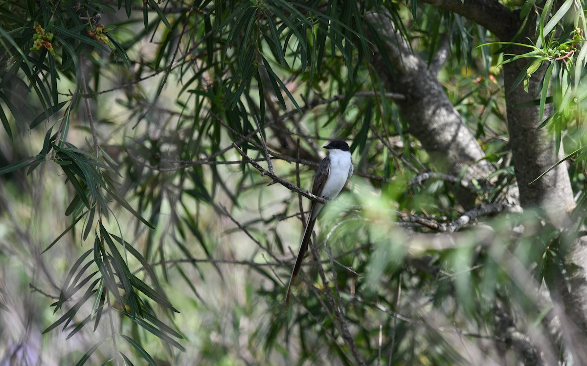 Fork-tailed Flycatcher - ML615541449