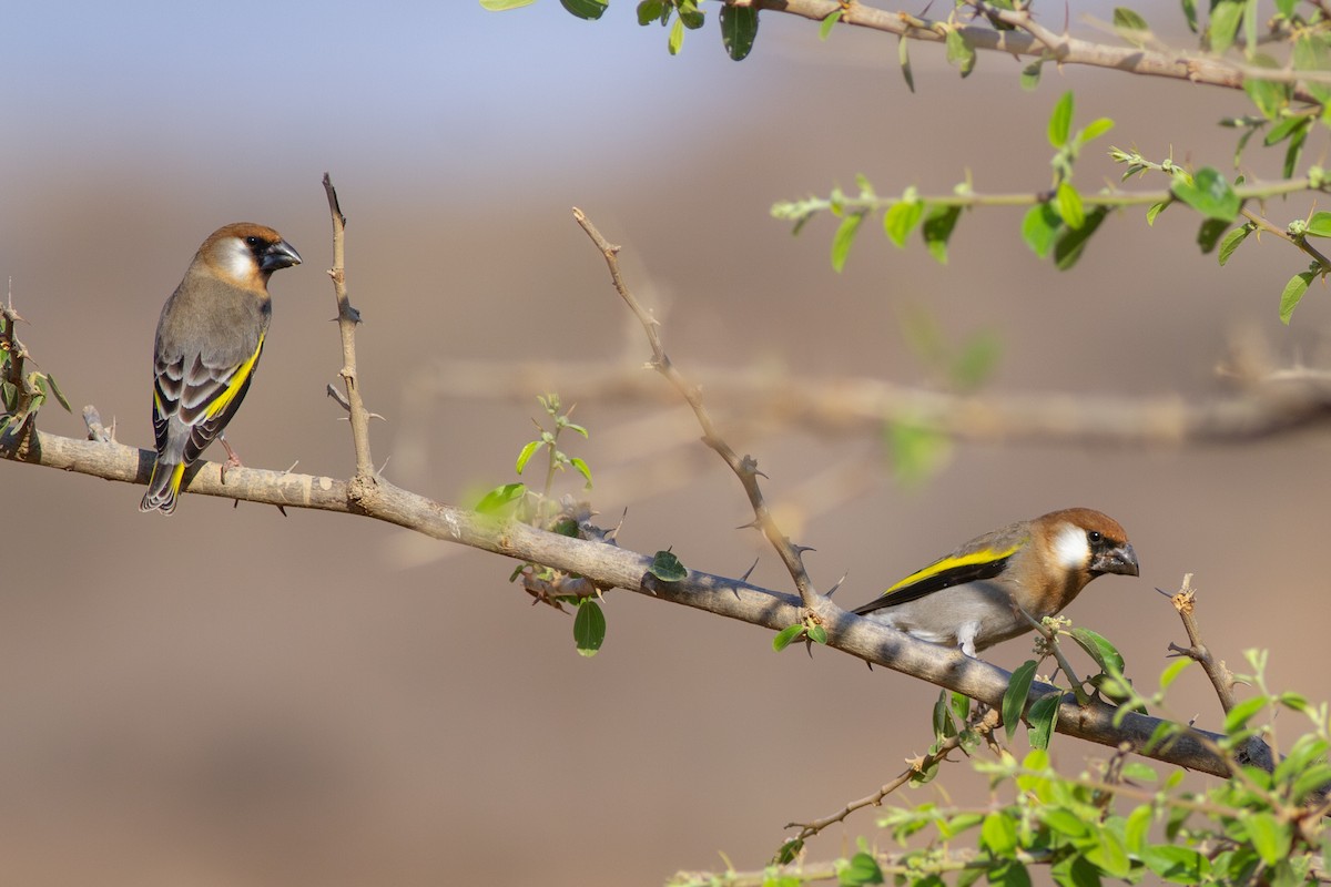 Arabian Grosbeak - ML615541452