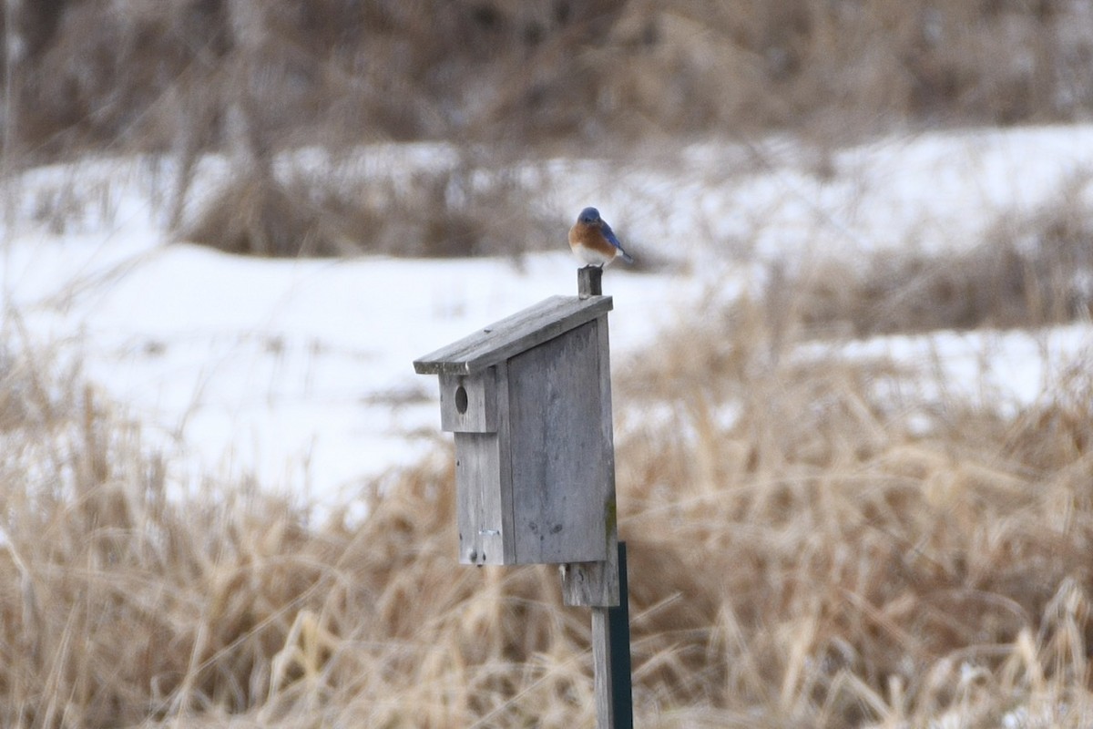 Eastern Bluebird - Ron Rind