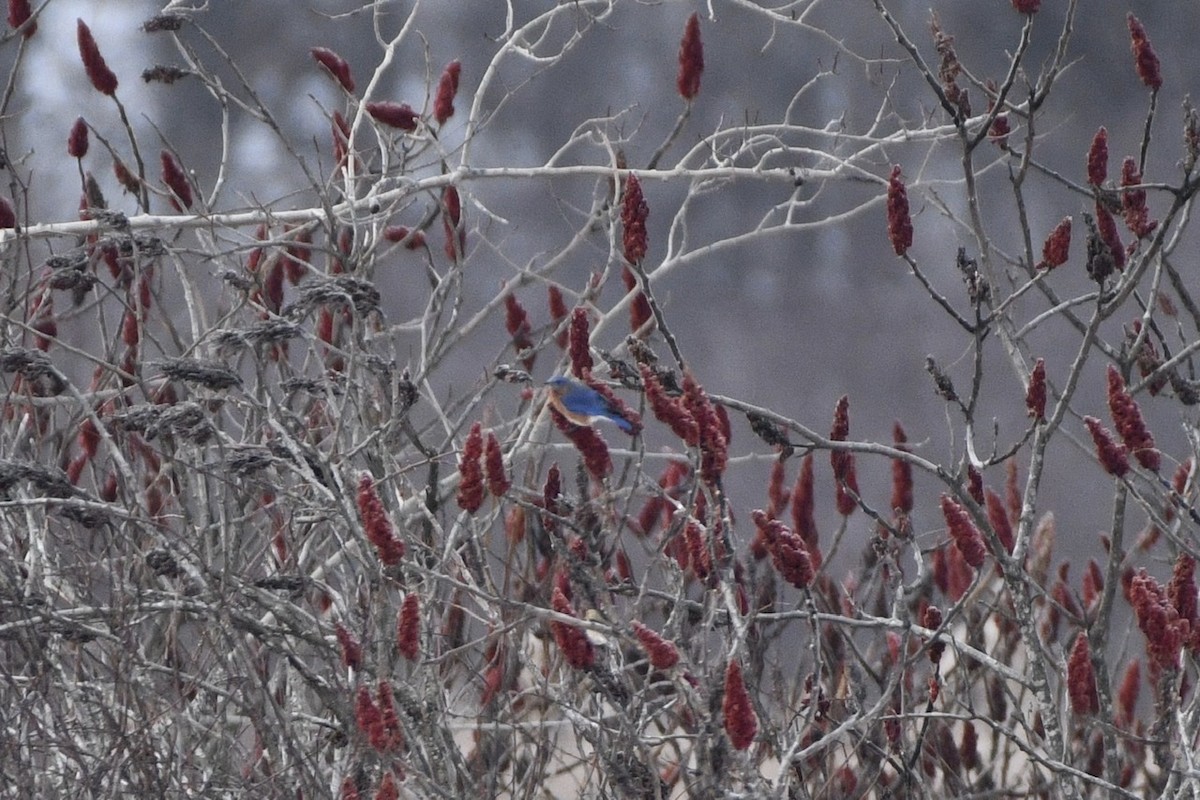 Eastern Bluebird - Ron Rind