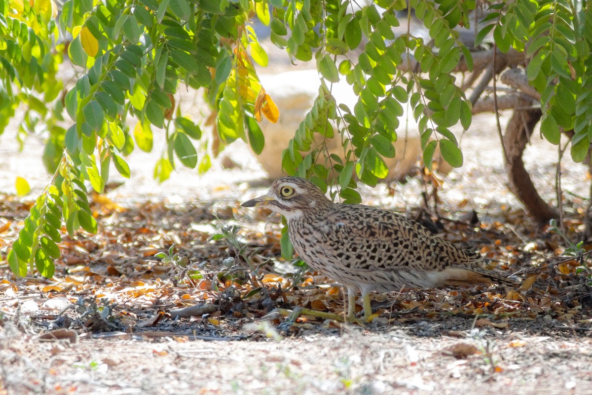 Spotted Thick-knee - ML615541519