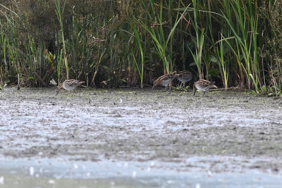 Wilson's Snipe - ML615541531