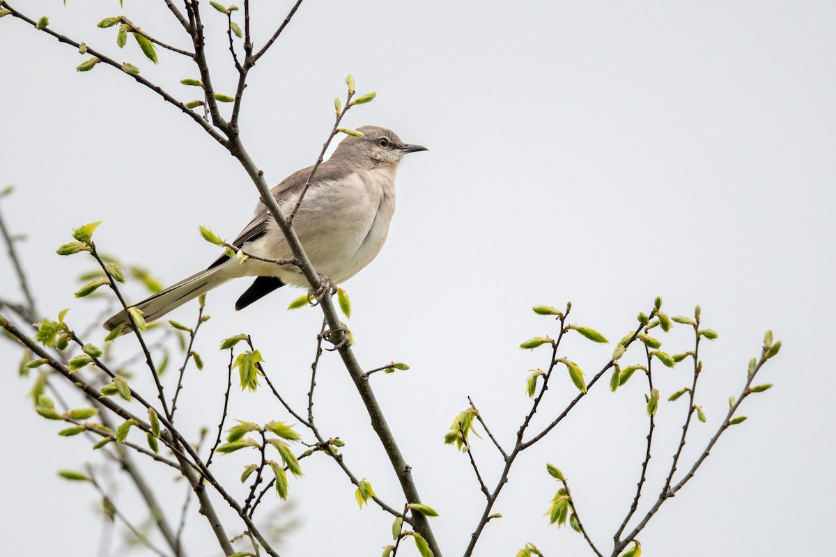 Northern Mockingbird - ML615541553